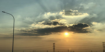 阳新小麦技术优势